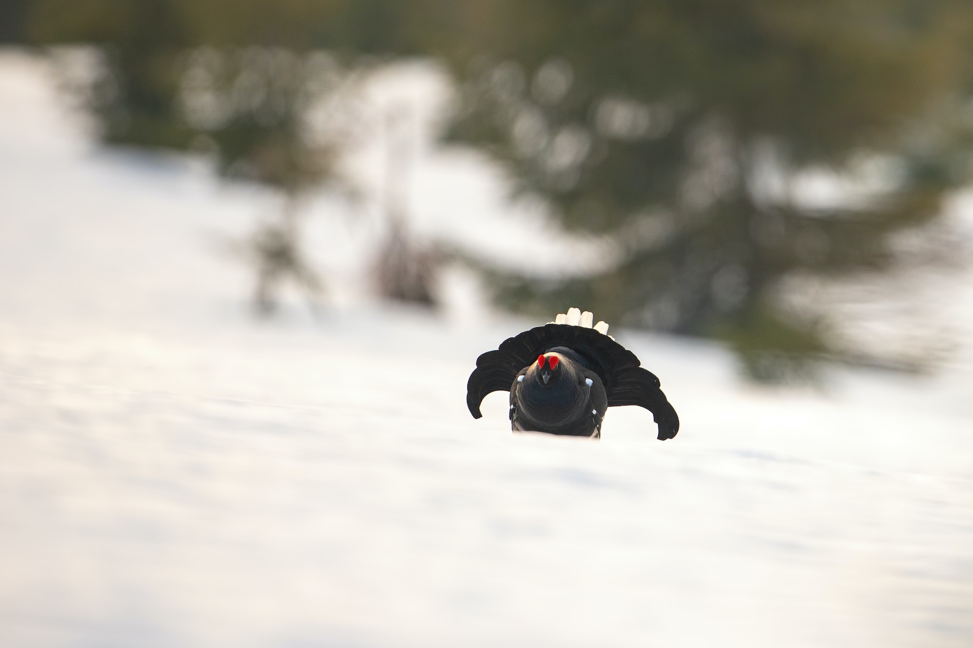 Game bird displaying in wilderness with space for text