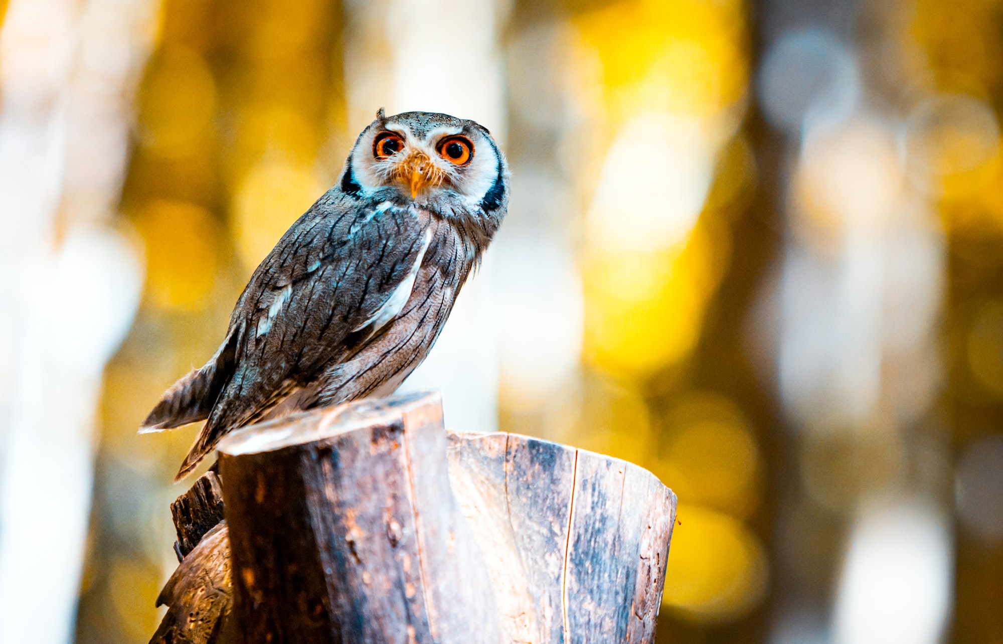 Northern white faced owl Ptilopsis leucotis sitting on tree trunk