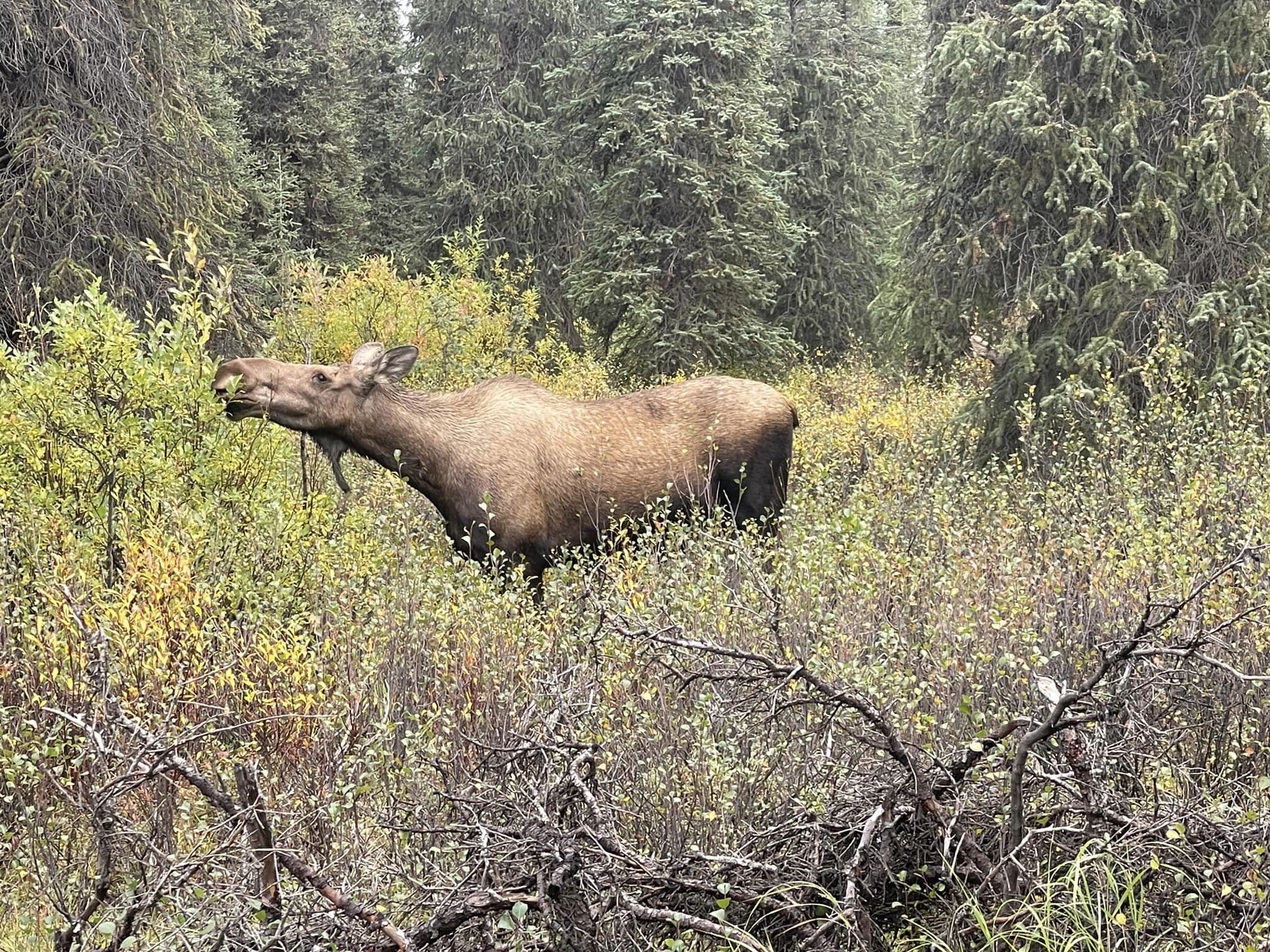Moose